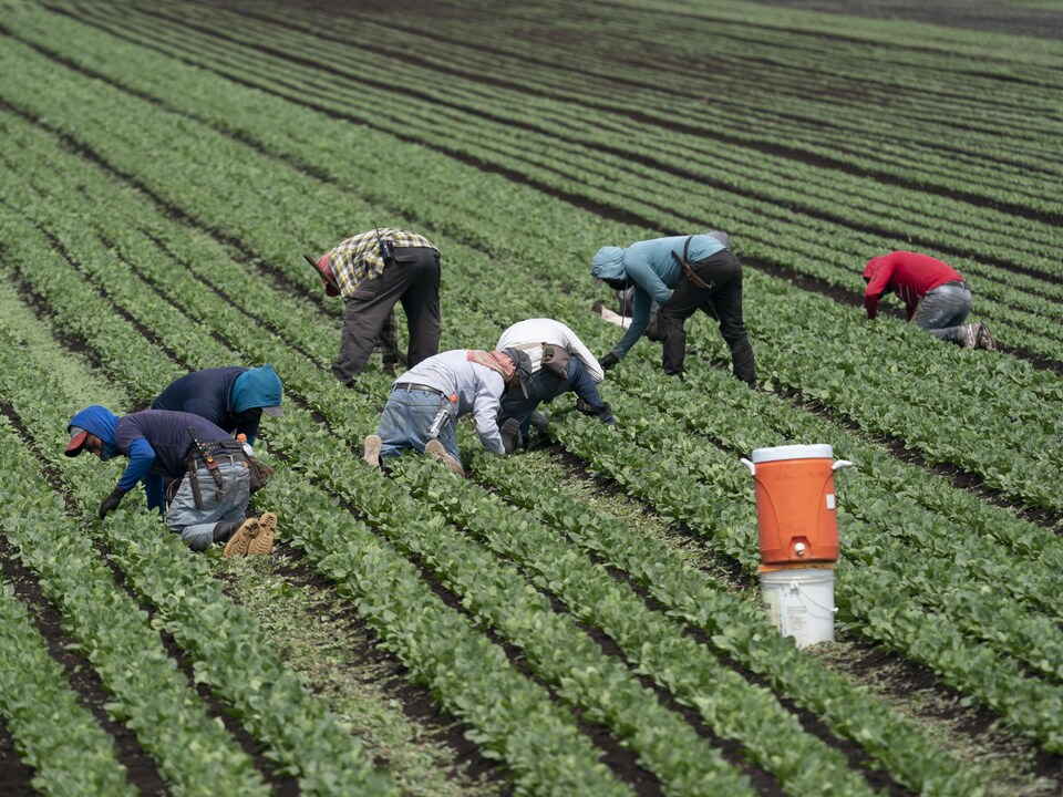 manoeuvre-maraichers-champ-agricole-agriculture-9103