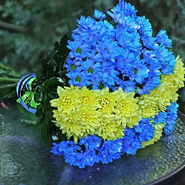 Букет із 10 хризантем під стрічку 