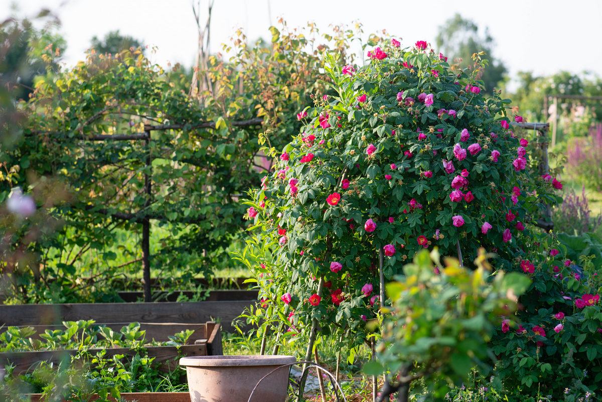 httpszelenasadyba.sendpulse.school_roses_1