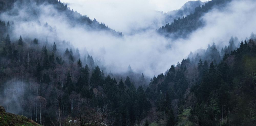 Cover1000x491