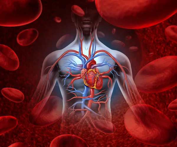 depositphotos_10351537-stock-photo-human-heart-blood-system