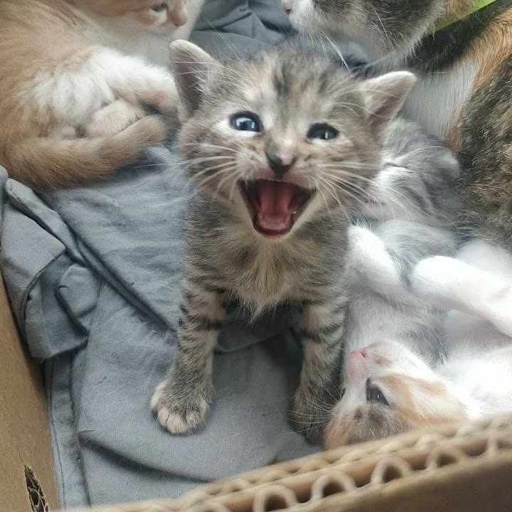 349265749_804021764680153_5430011199595807905_n