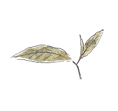 small_pic_old_leaf_1