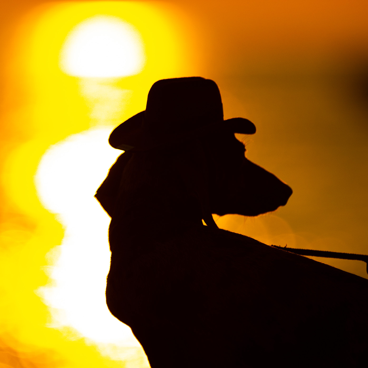 cappellini_743x743pixel4