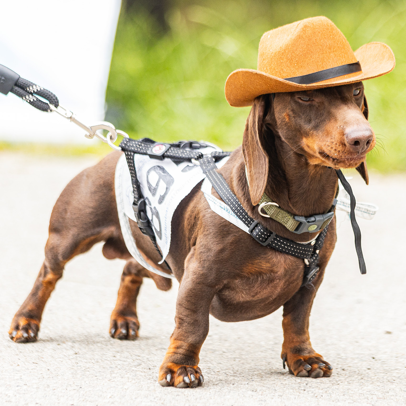 cappellini_743x743pixel6