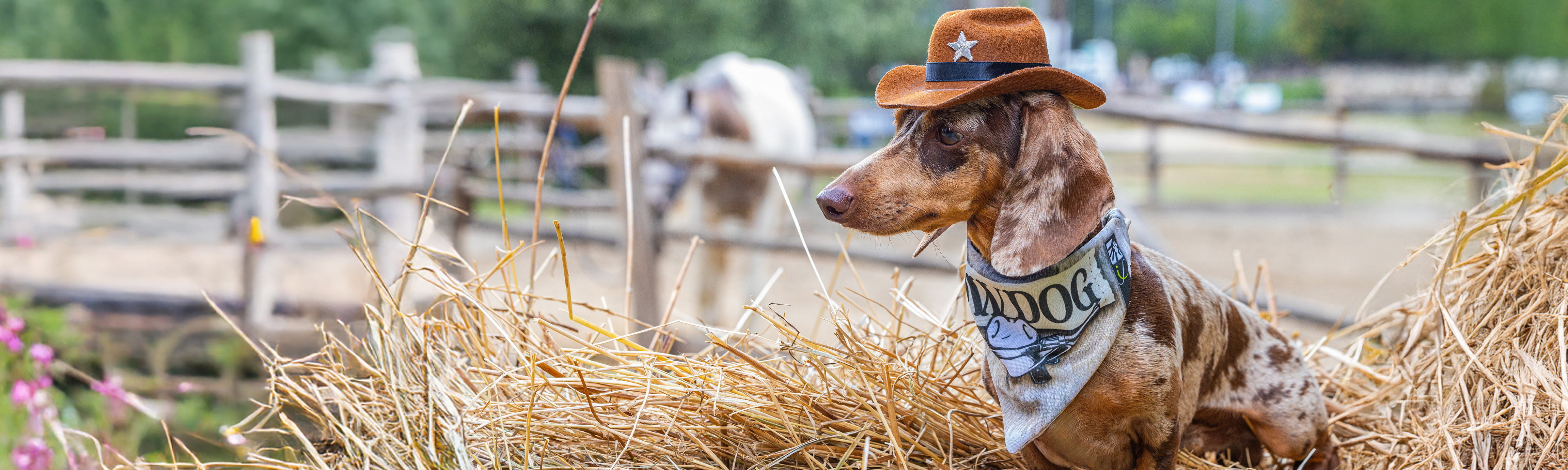APERTURA_MY_DESIGN_COUNTRY_2210x662