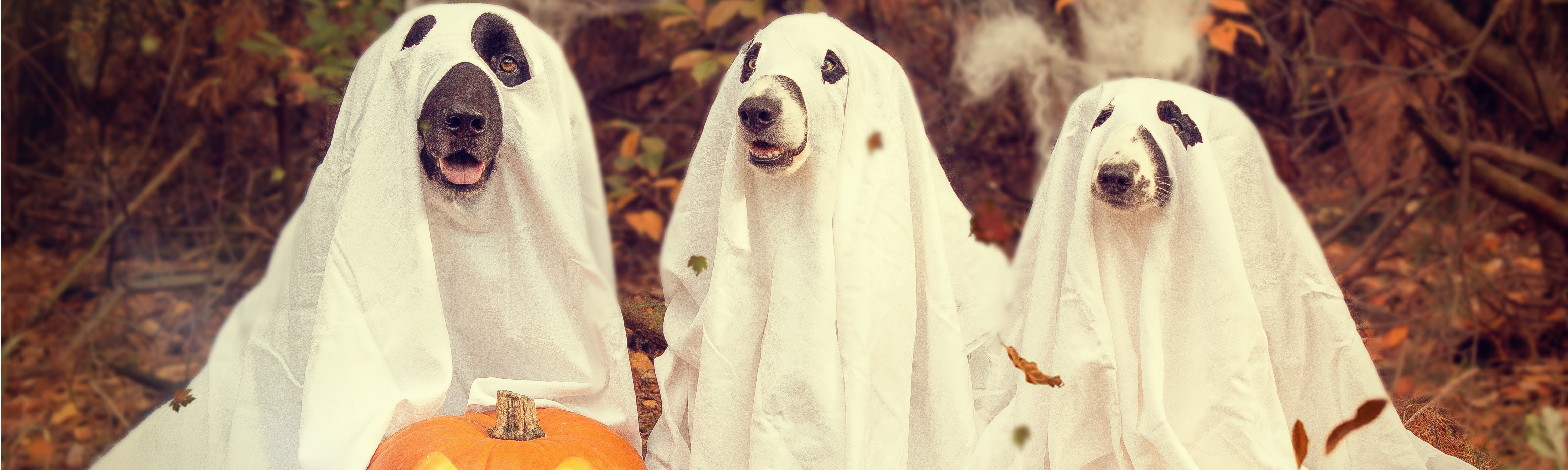 APERTURA_MY_DESIGN_HALLOWEEN_2210x662