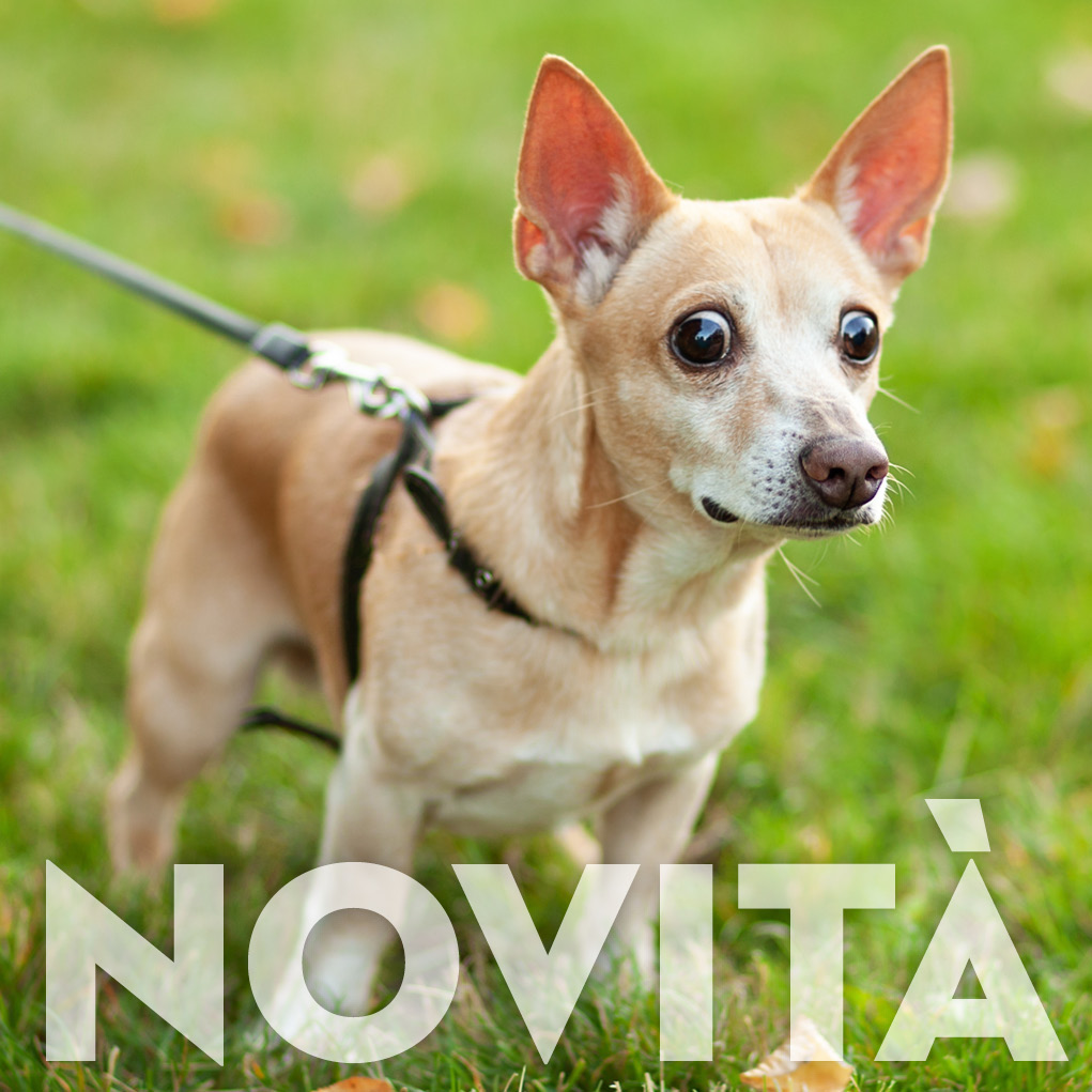 copertina_NOVITA
