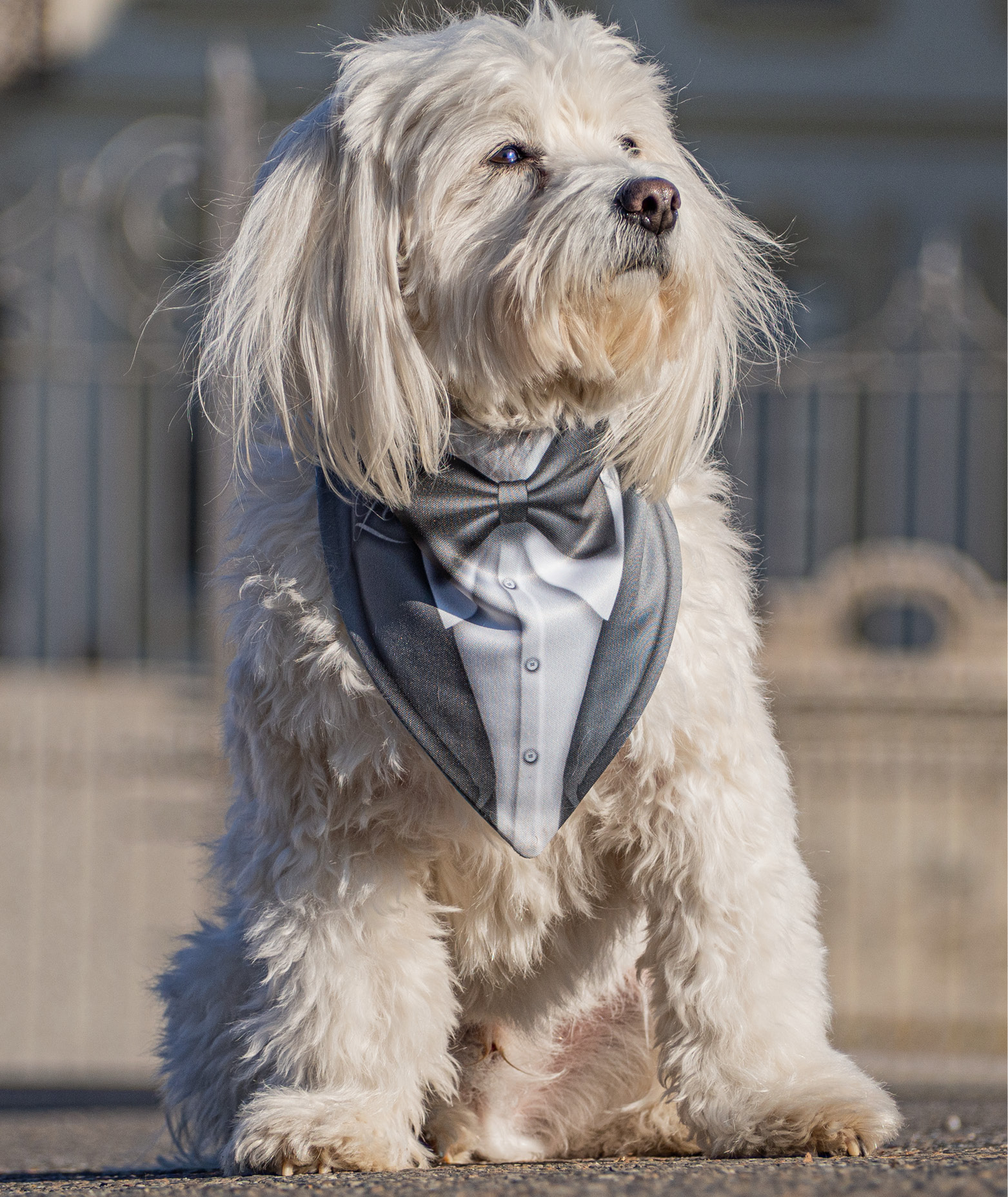 foto_cani_singole_WEDDING_556x891