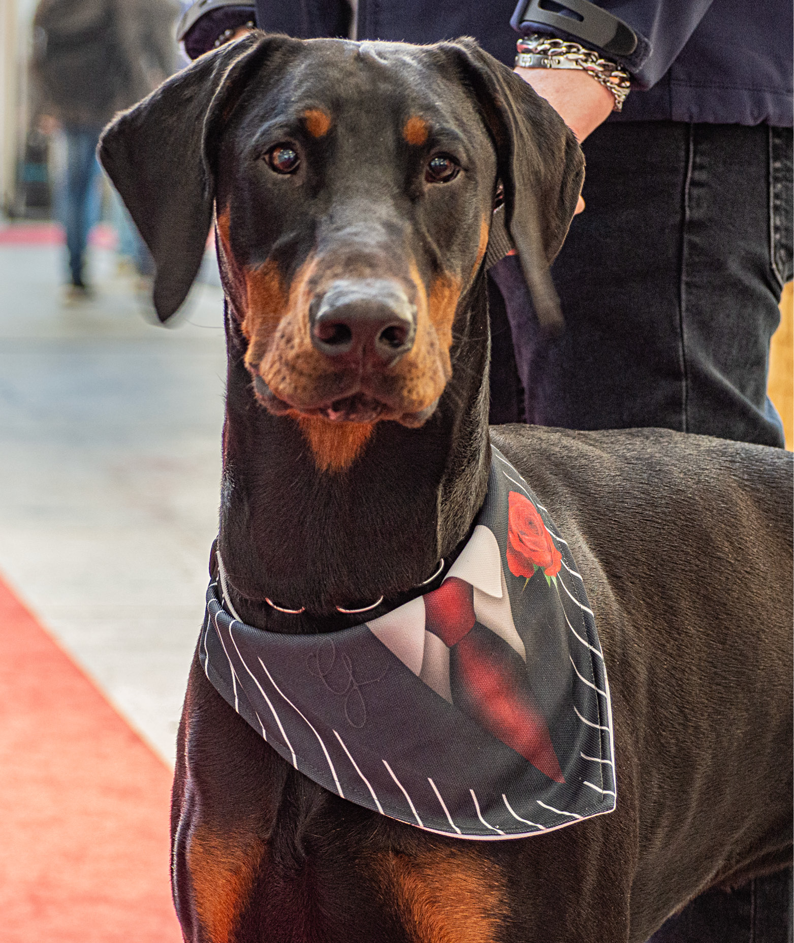 foto_cani_singole_WEDDING_556x8912