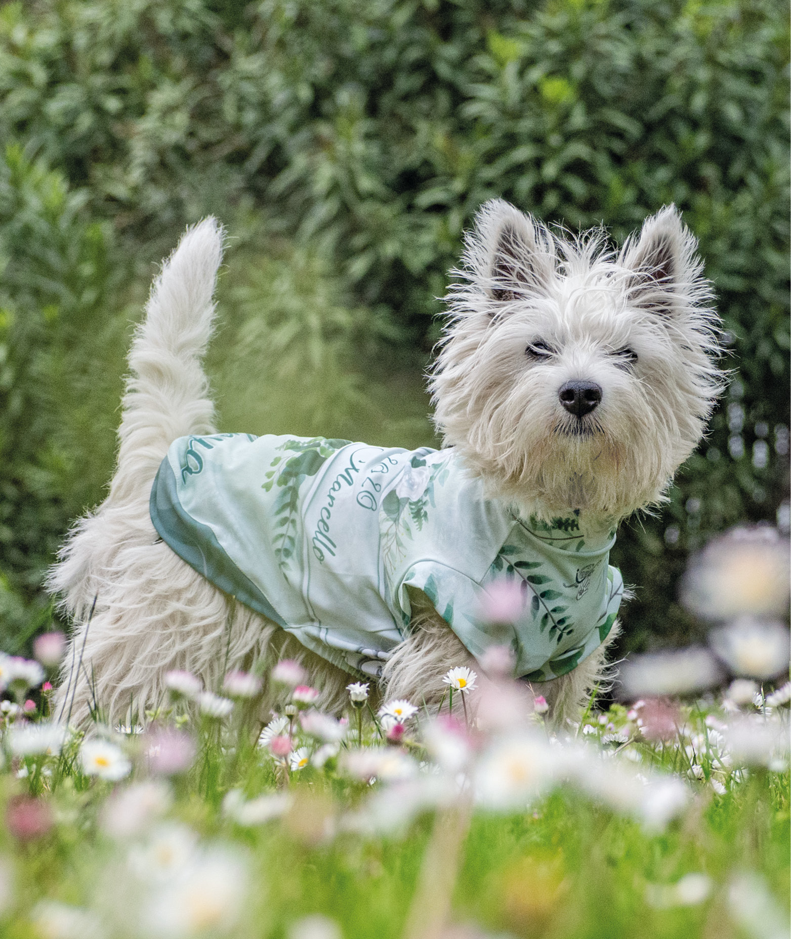 foto_cani_singole_WEDDING_556x8919