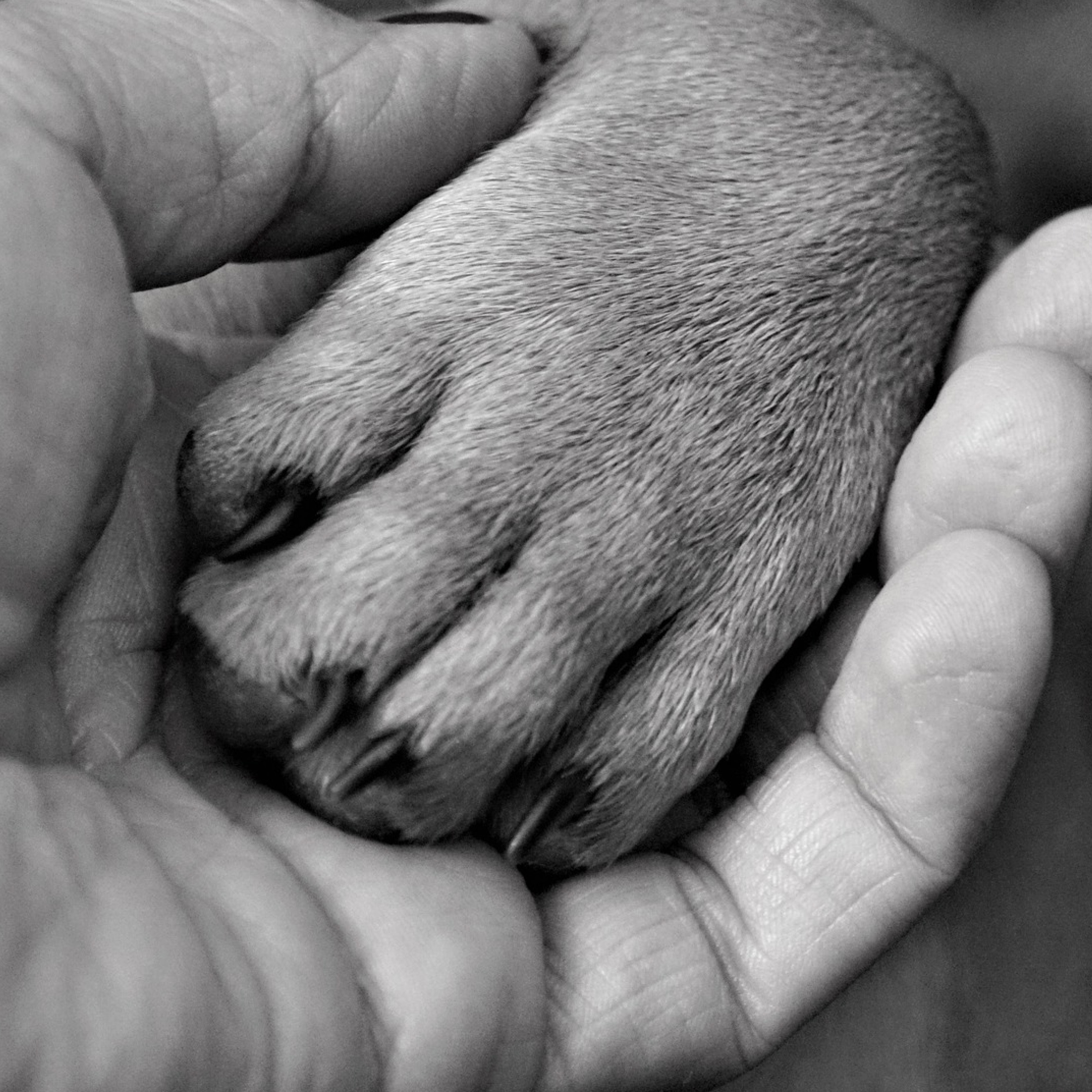 743x743pixel_mano-zampa