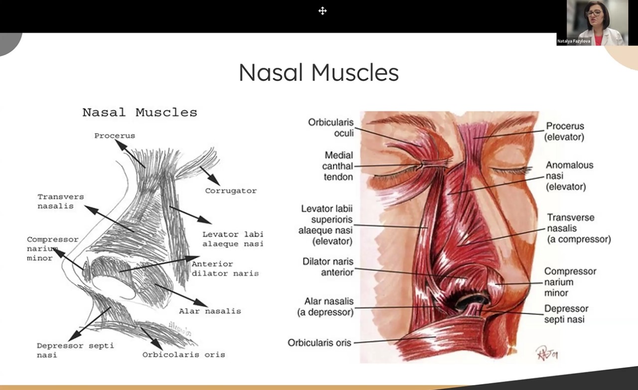 anatomy