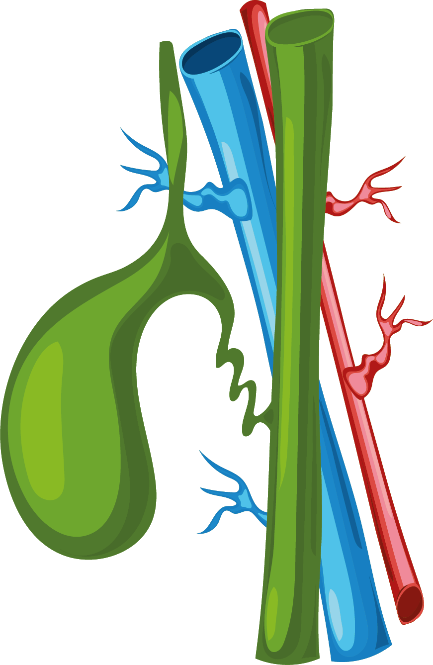 Asset_1_gallbalder2x