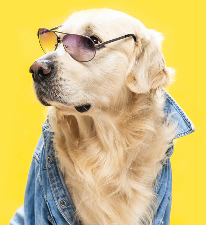 white-golden-retriever-posing-in-studio-with-stree-6bsv34b