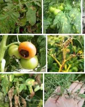 1494706313_bolezni-tomatov