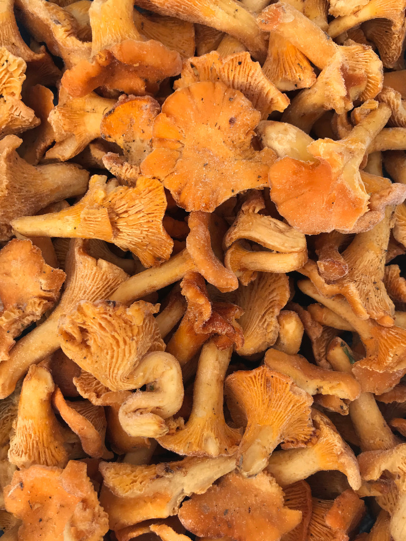 gribu-lisichku-zili-1