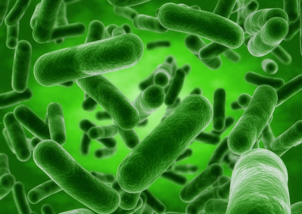 bacillus-licheniformis