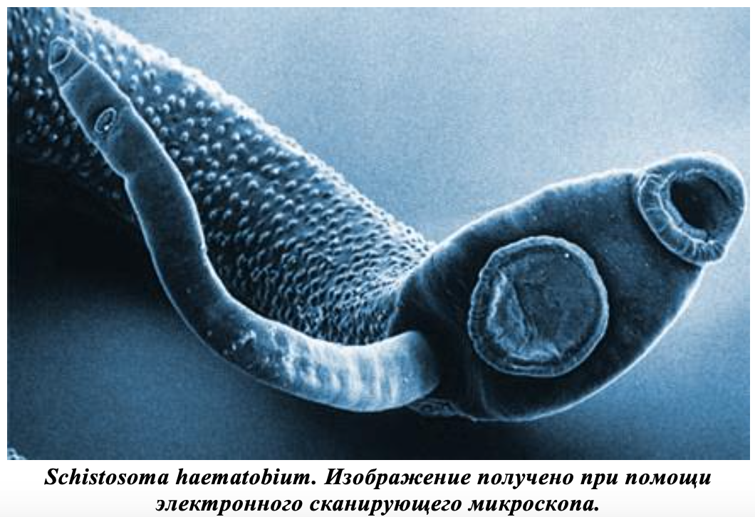 Snimok_ekrana_2024-11-09_v_17_16_42