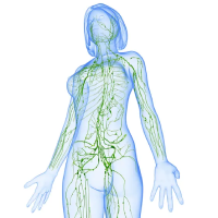 depositphotos_22680981-stock-photo-lymphatic-system-of-female-with
