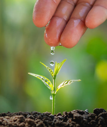 small-vecteezy_hand-of-farmer-watering-to-small-plant-in-garden-with_22145156_small