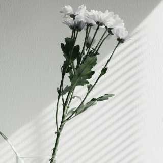 avatar-unsplash_FV_PxCqgtwc