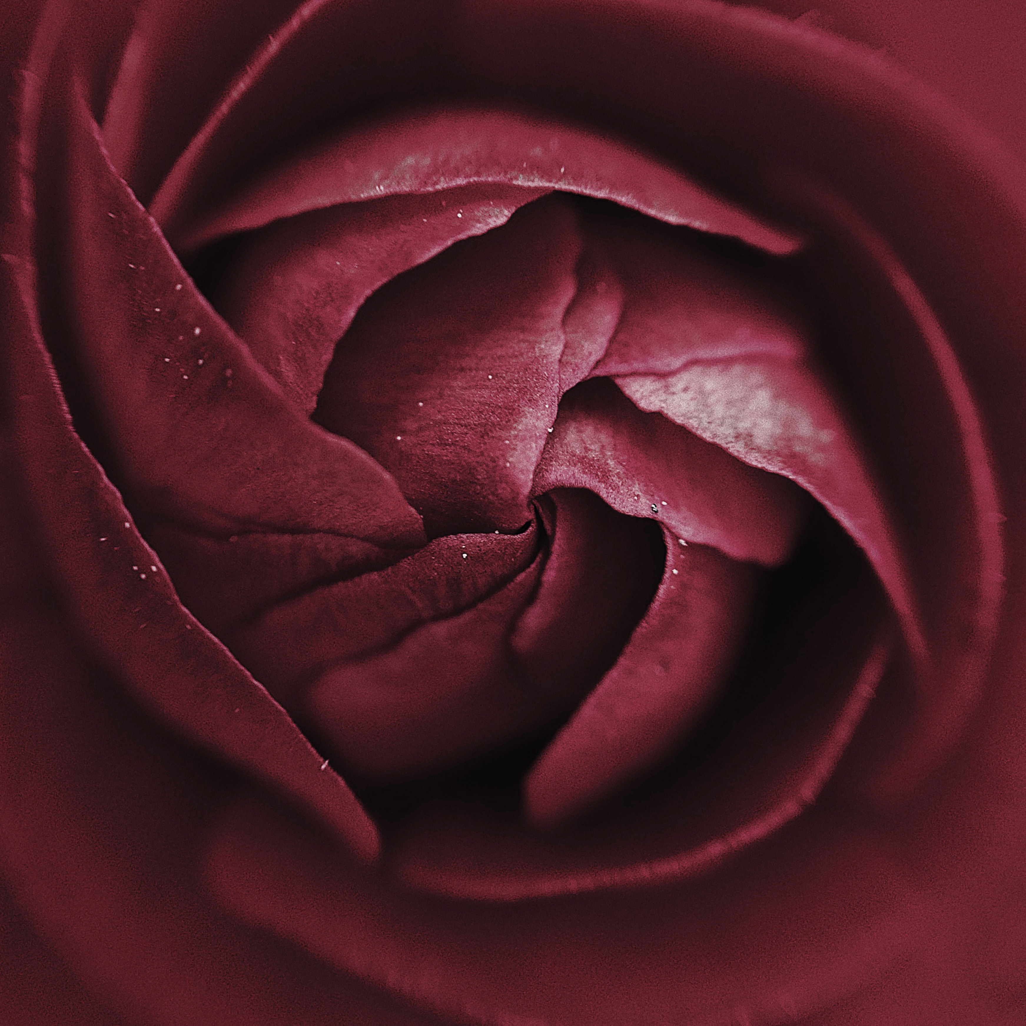 rose_bordeaux-2