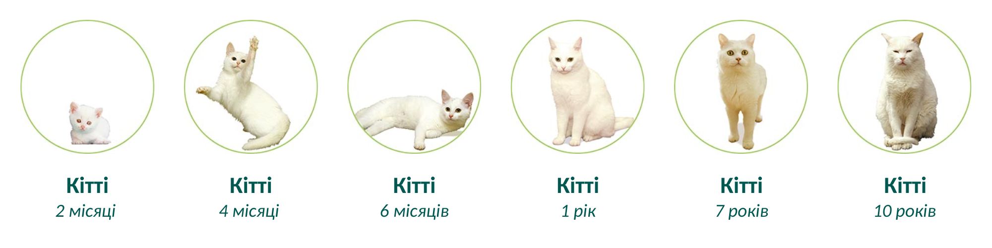 KITTI