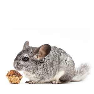 chinchilla