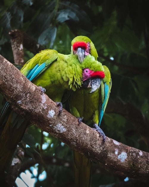 closeup-parrot-sitting-bench-wood-blurry-background_181624-58910(1)