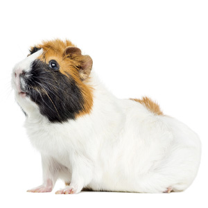 guinea