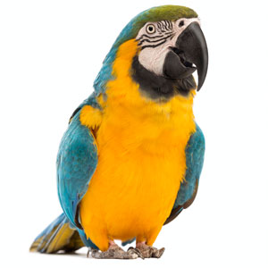 parrot_01