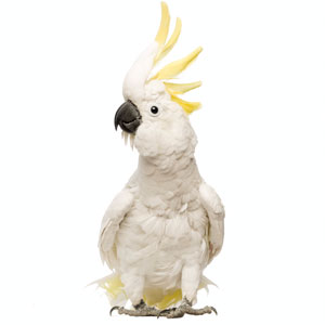 parrot_02