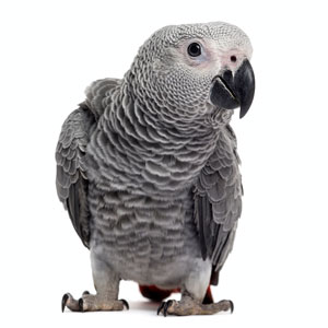 parrot_03