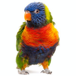 parrot_05