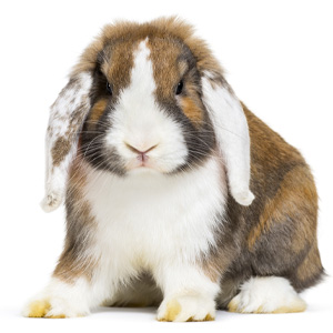rabbit