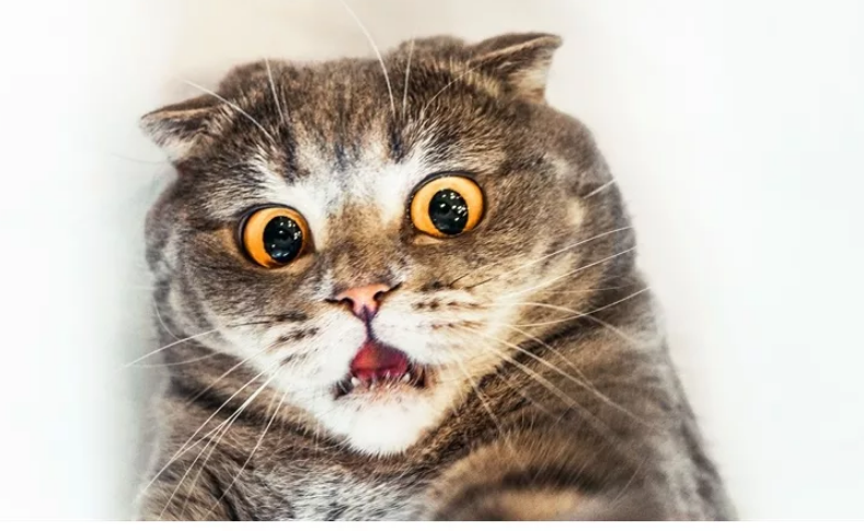 katze3