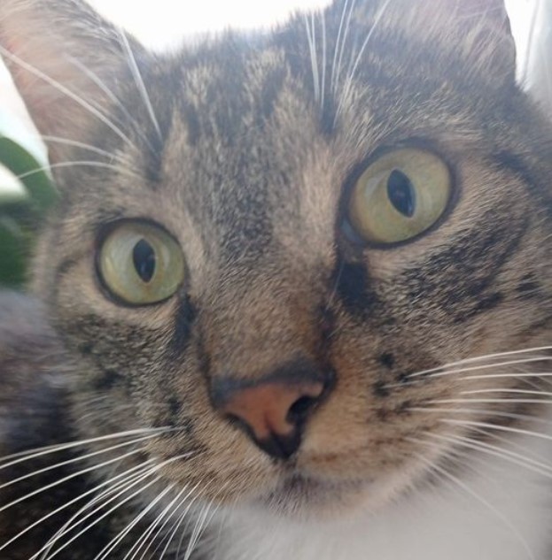 cat-1