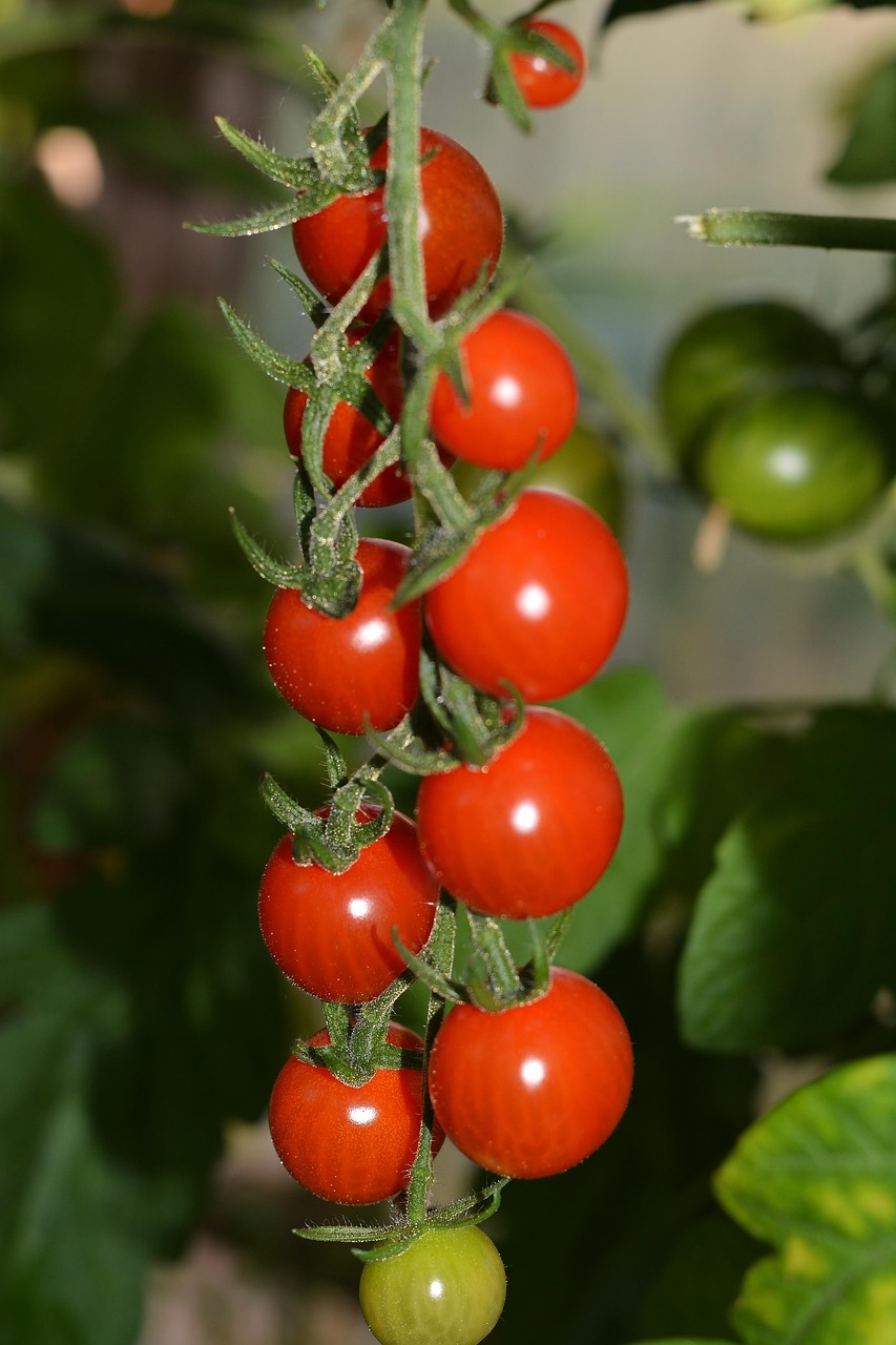tomato-3600448_1280