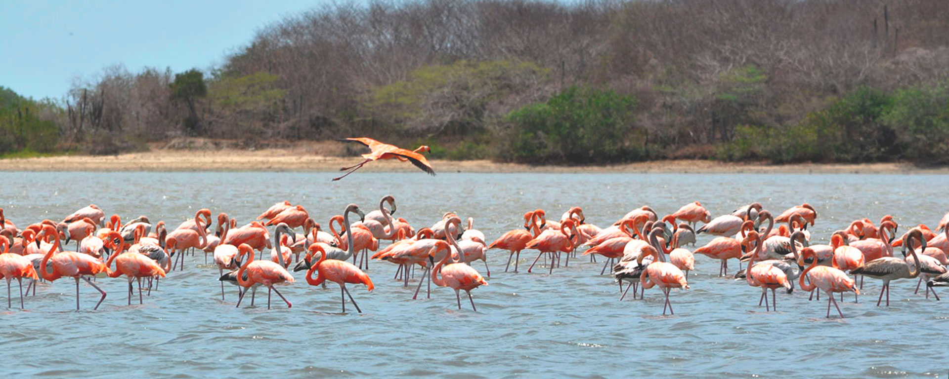 Santuario_fauna_y_flora_de_los_flamencos
