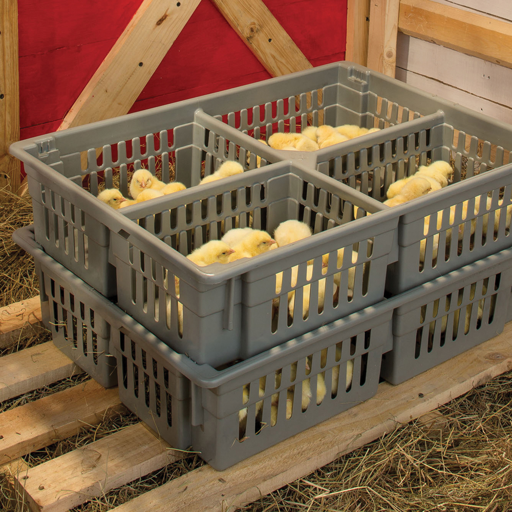 TransportePolloVivos_3