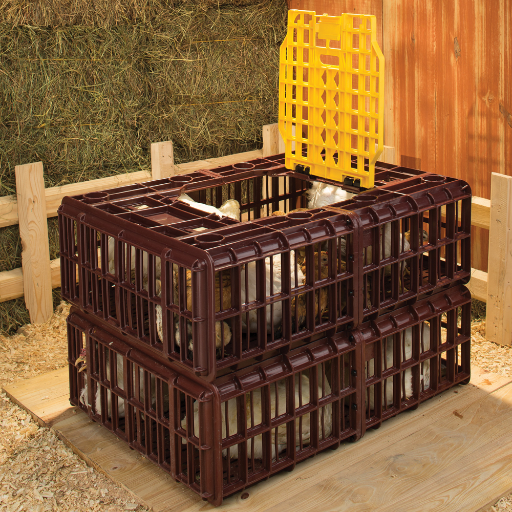 TransportePolloVivos_4