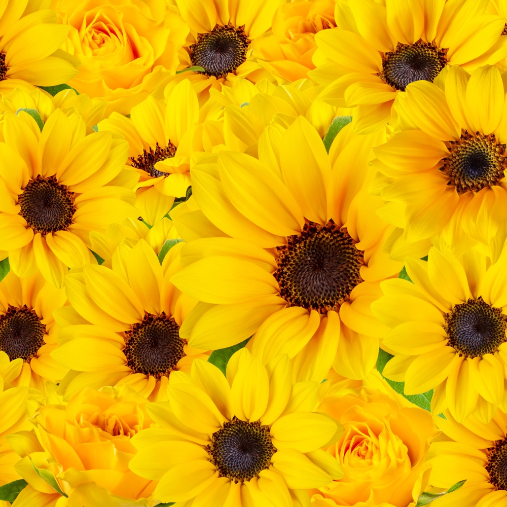 SUNFLOWER_1