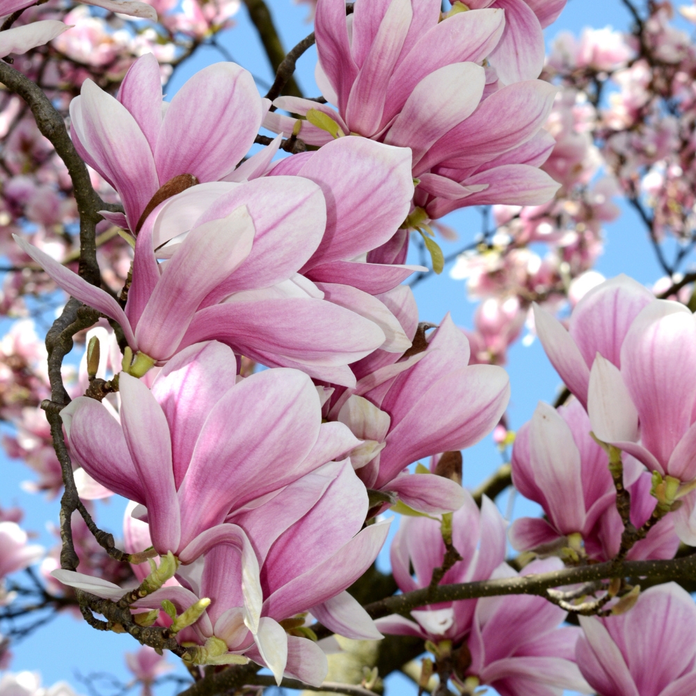 MAGNOLIA