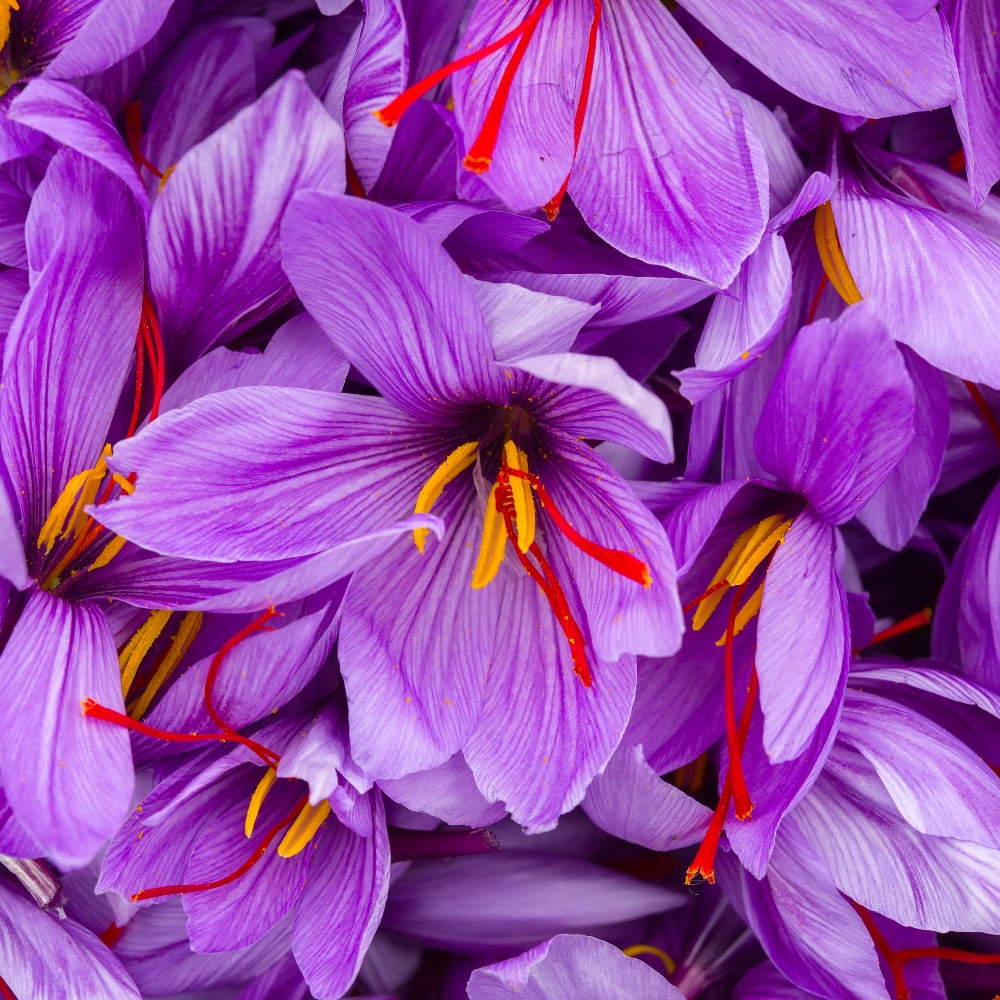 SAFFRON