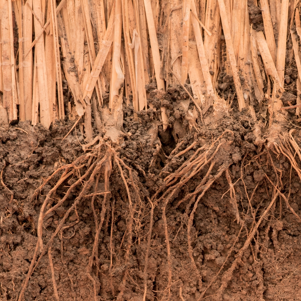 VETIVER