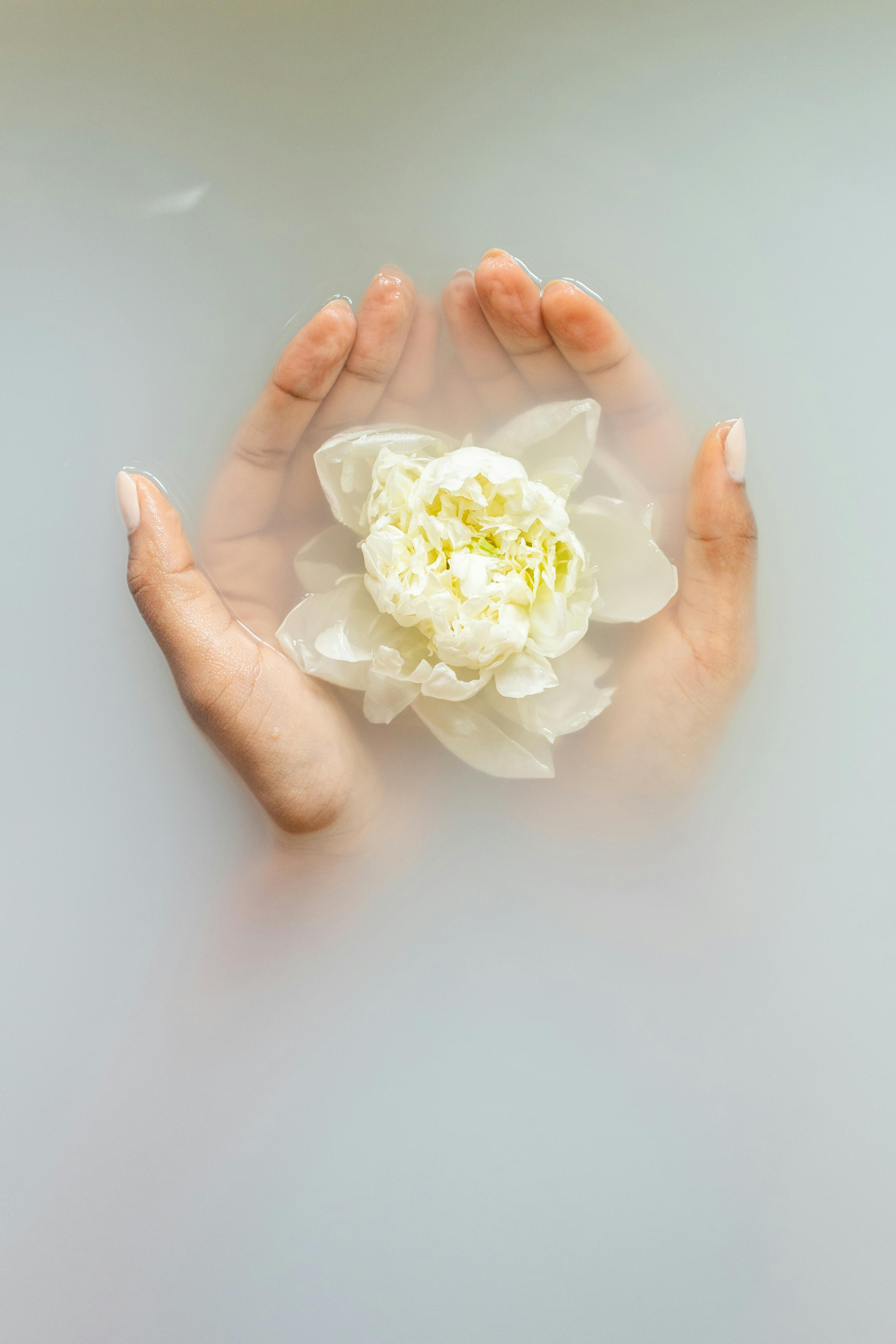 lotus-flower