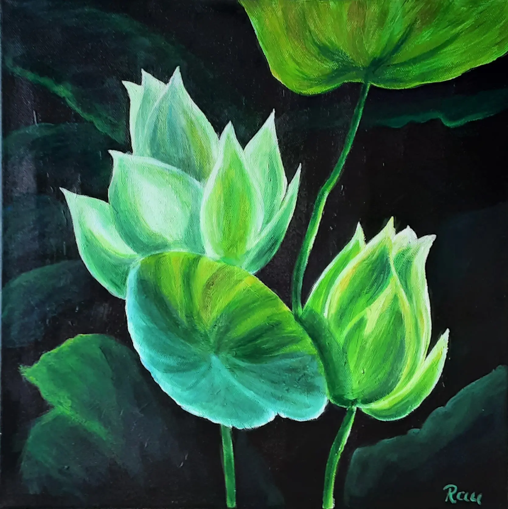 1.Lekníny.40x40