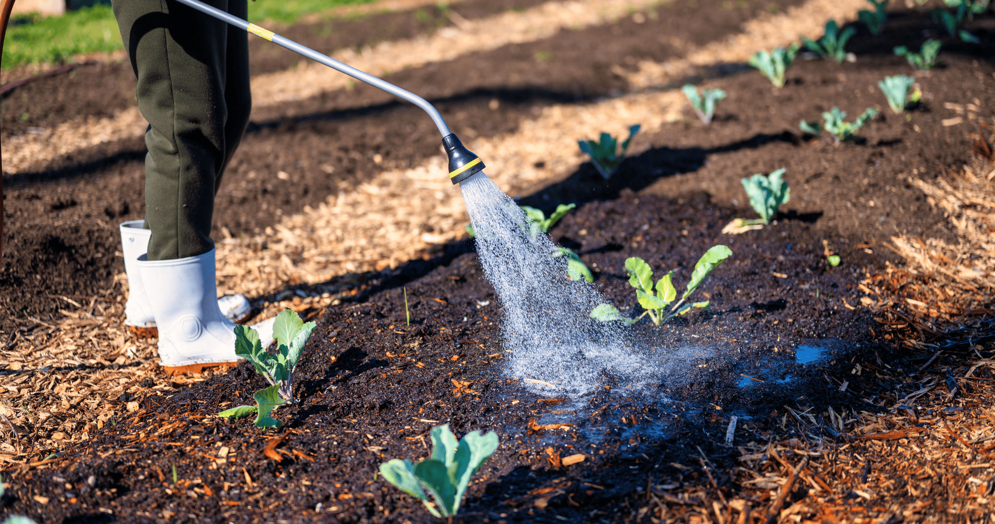 Chlorpyrifos_an_insecticide_that_doesnt_tolerate_company