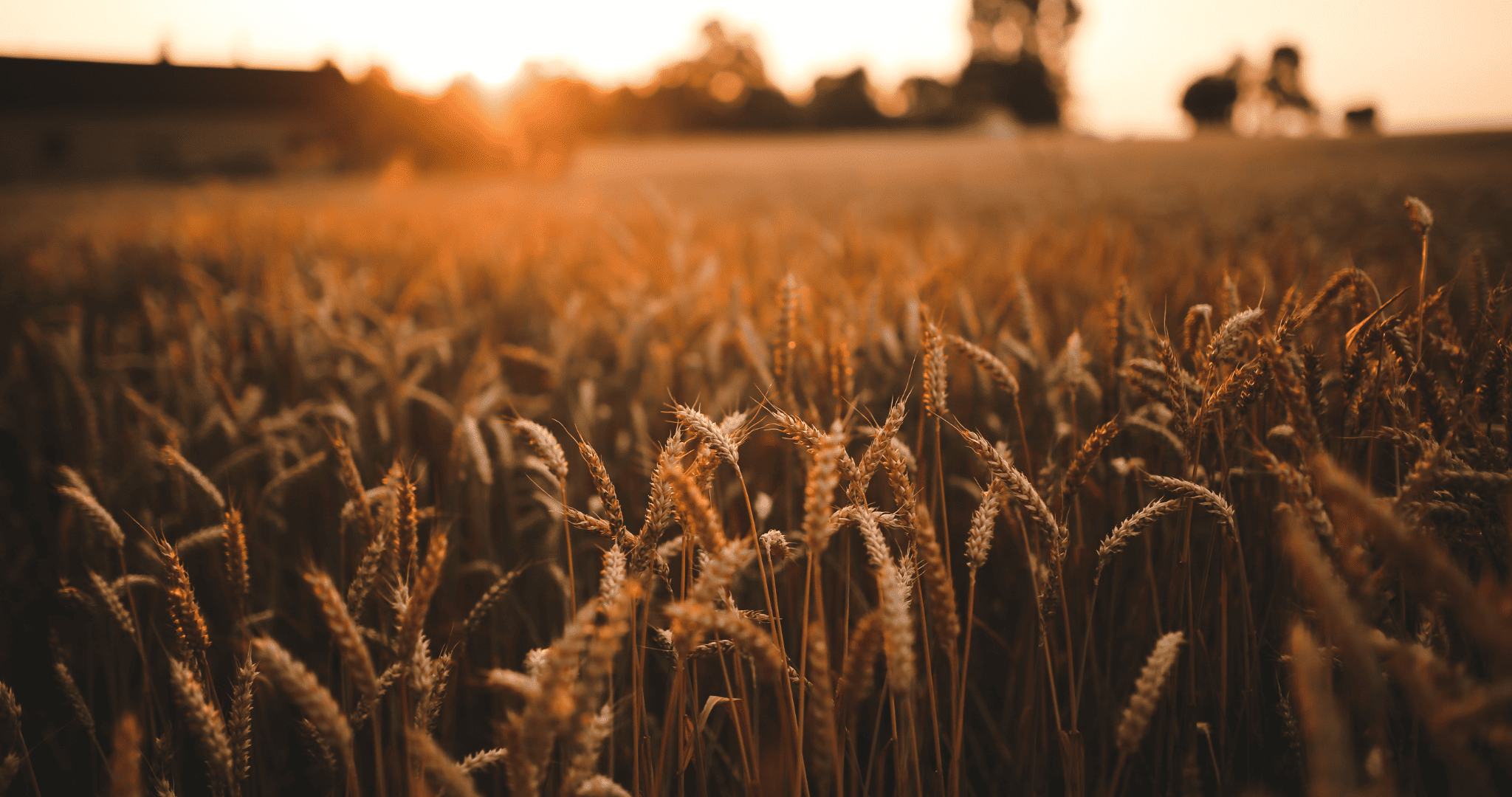 Hormonal_herbicides_precision_above_all_else_otherwise_losses